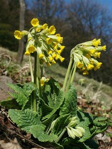 Primula veris P9 - afbeelding 4