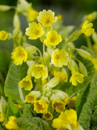 Primula veris P9 - afbeelding 5