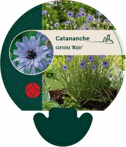 Catananche caerulea 'Major' P9