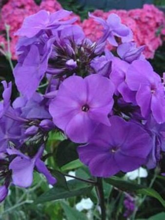 Phlox paniculata 'Amethyst' P9 - afbeelding 1