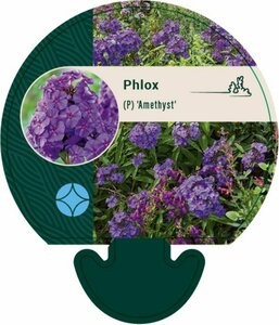 Phlox paniculata 'Amethyst' P9 - afbeelding 2