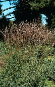 Miscanthus sinensis 'Kleine Silbersp.' P9 - afbeelding 2