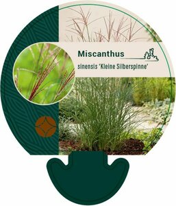 Miscanthus sinensis 'Kleine Silbersp.' P9 - afbeelding 4