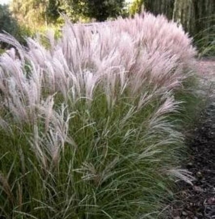 Miscanthus sinensis 'Kleine Silbersp.' P9 - afbeelding 5