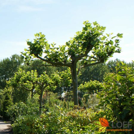 Platanus hispanica 12-14 C. - afbeelding 2