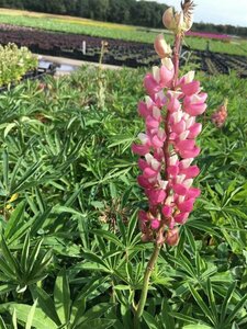 Lupinus 'Gallery Pink' P9 - afbeelding 1