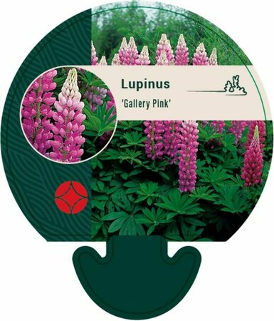 Lupinus 'Gallery Pink' P9 - afbeelding 2