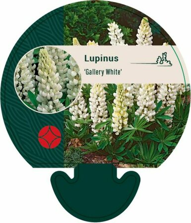 Lupinus 'Gallery White' P9