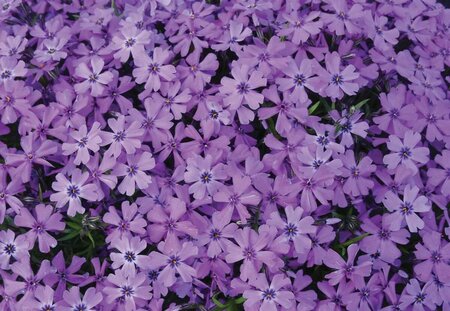 Phlox subulata 'Purple Beauty' P9 - afbeelding 1