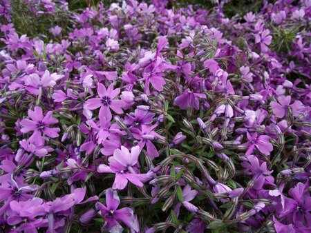 Phlox subulata 'Purple Beauty' P9 - afbeelding 2