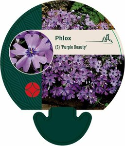 Phlox subulata 'Purple Beauty' P9 - afbeelding 5