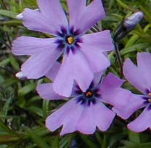 Phlox subulata 'Purple Beauty' P9 - afbeelding 3