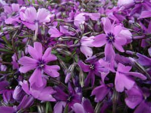 Phlox subulata 'Purple Beauty' P9 - afbeelding 4