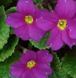 Primula (J) 'Wanda' P9 - afbeelding 1