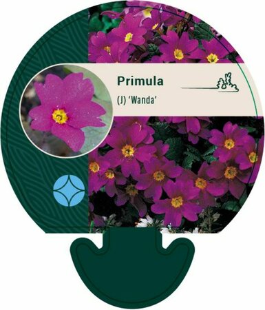 Primula (J) 'Wanda' P9 - afbeelding 4