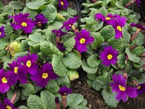 Primula (J) 'Wanda' P9 - afbeelding 3