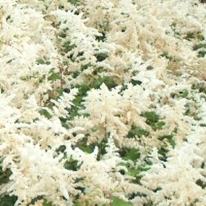 Astilbe arendsii 'Brautschleier' P9 - afbeelding 2