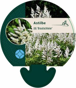 Astilbe arendsii 'Brautschleier' P9 - afbeelding 3