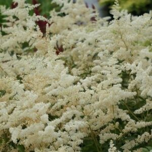 Astilbe arendsii 'Brautschleier' P9 - afbeelding 1