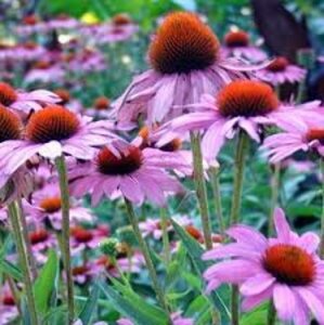 Echinacea purpurea 'Rubinstern' P9 - afbeelding 2