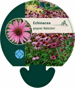 Echinacea purpurea 'Rubinstern' P9 - afbeelding 1