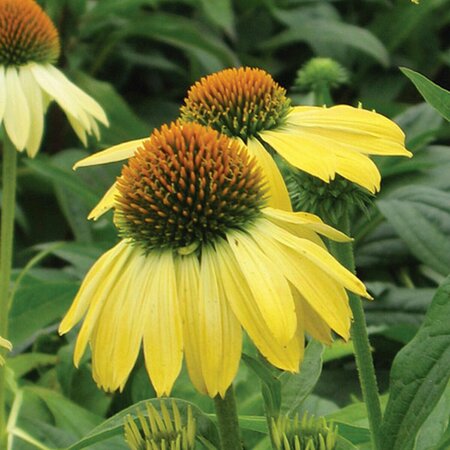 Echinacea purpurea 'Sunrise' P9 - afbeelding 1