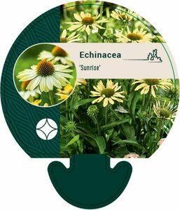 Echinacea purpurea 'Sunrise' P9 - afbeelding 2