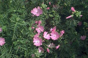 Malva moschata 'Rosea' P9