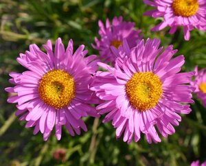 Aster alpinus 'Happy End' P9 - afbeelding 4