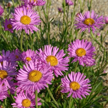 Aster alpinus 'Happy End' P9 - afbeelding 5