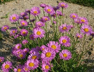 Aster alpinus 'Happy End' P9 - afbeelding 6