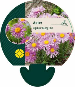 Aster alpinus 'Happy End' P9 - afbeelding 1