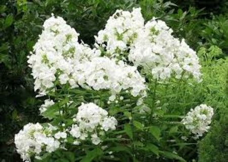 Phlox (P) 'Rembrandt' P9 - afbeelding 1