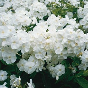 Phlox (P) 'Rembrandt' P9 - afbeelding 2