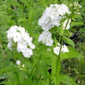 Phlox (P) 'Rembrandt' P9 - afbeelding 3