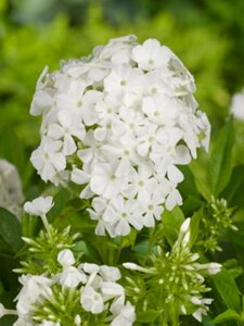 Phlox (P) 'Rembrandt' P9 - afbeelding 4