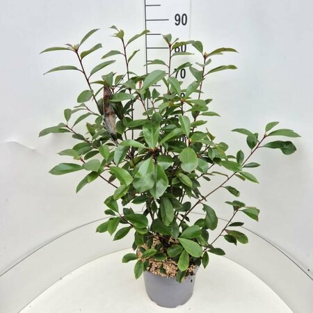 Photinia fraseri 'Red Robin' 200/225 C. Meerstammig - afbeelding 8