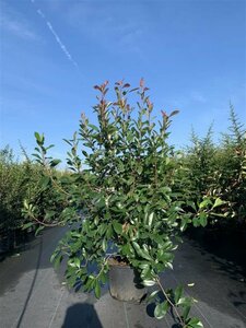 Photinia fraseri 'Red Robin' 200/225 C. Meerstammig - afbeelding 9