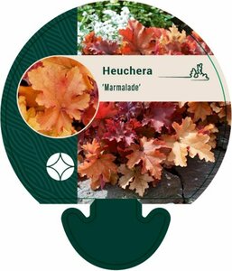 Heuchera 'Marmalade' P9