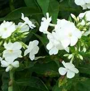 Phlox paniculata 'White Admiral' P9 - afbeelding 1