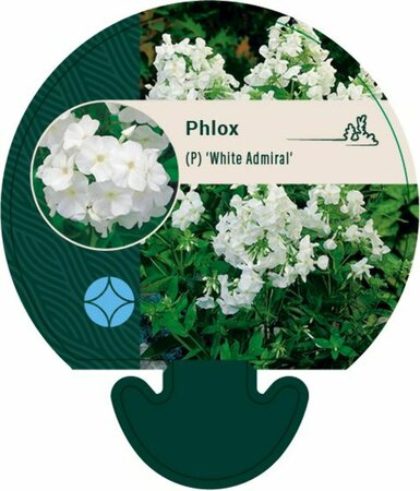 Phlox paniculata 'White Admiral' P9 - afbeelding 3