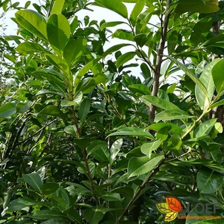 Prunus laurocerasus 'Novita' 100/125 C. - afbeelding 1