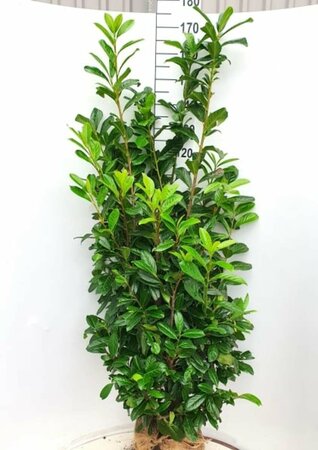 Prunus laurocerasus 'Novita' 100/125 C. - afbeelding 4