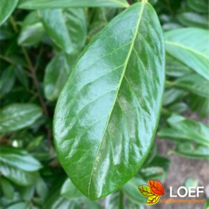 Prunus laurocerasus 'Novita' 100/125 C. - afbeelding 2