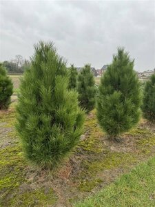 Pinus nigra 'Pyramidalis' 50/60 C. 