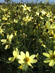 Coreopsis verticillata 'Moonbeam' P9 - afbeelding 2