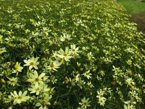 Coreopsis verticillata 'Moonbeam' P9 - afbeelding 4