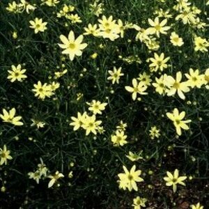 Coreopsis verticillata 'Moonbeam' P9 - afbeelding 5