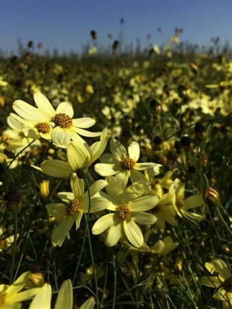 Coreopsis verticillata 'Moonbeam' P9 - afbeelding 3