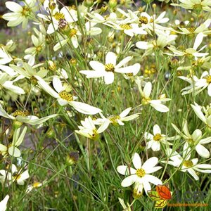 Coreopsis verticillata 'Moonbeam' P9 - afbeelding 1